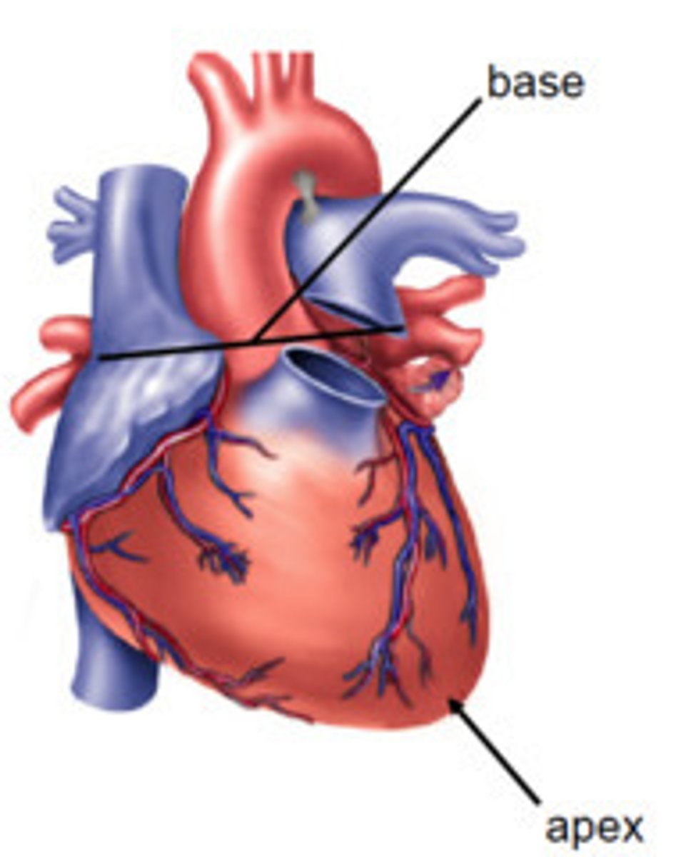 <p>lower tip of the heart</p>