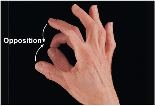 <p>the action by which the thumb touches the tips of your other fingers on the same hand</p>