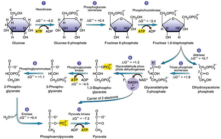 <p>• the 1st metabolic pathway of glucose metabolism </p><p>• includes 10 enzymatic reactions</p><p>• occurs in the cytoplasm </p><p>• O2 is not required (anaerobic) </p><p>• Reactants = 1 Glucose + 2 NAD+ + 2 ATP + 4 ADP </p><p>• Products = 2 Pyruvate + 2 NADH + 4 ATP + 2 ADP</p>
