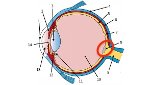 <p>the point where the optic nerve leaves the eye. no receptors are in here! but your brain fills it in</p>