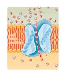 <p>These are _____ proteins</p>