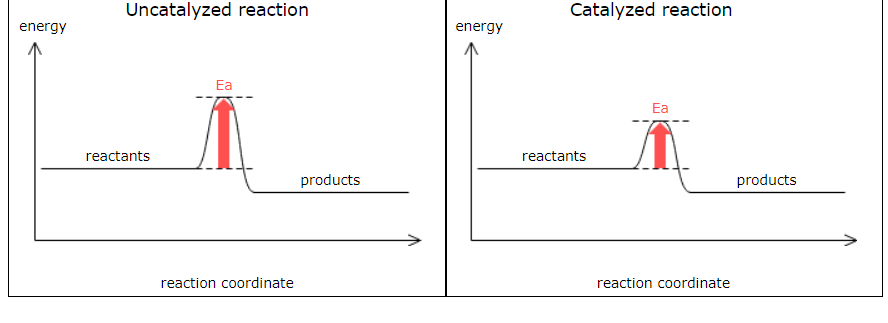 <p>What does it imply about the reaction energy diagram that a catalyst speeds up a reaction? Recall that the rate of a chemical reaction is determined by its activation energy. This tells you that what a catalyst does is lower the activation energy.</p><p>Since the catalyst doesn't change the heat released or absorbed by a reaction, the only difference between the two sketches you make should be that the activation energy "barrier" in the second sketch is lower.</p><p>Here are the sketches:</p>