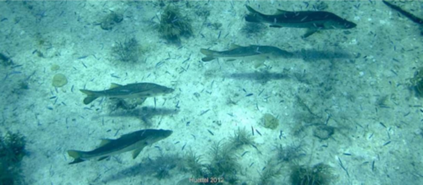 <p>Common Snook</p>