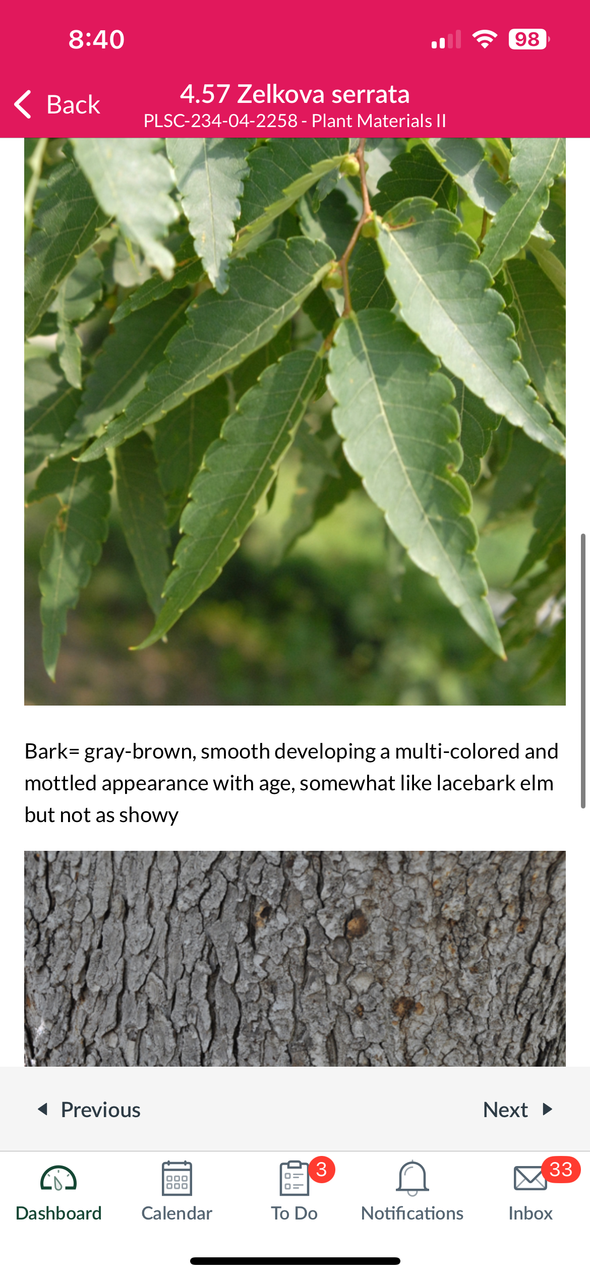 <p>Zelkova serrata</p>