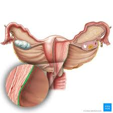 <p><strong>connective tissue</strong></p><p></p>