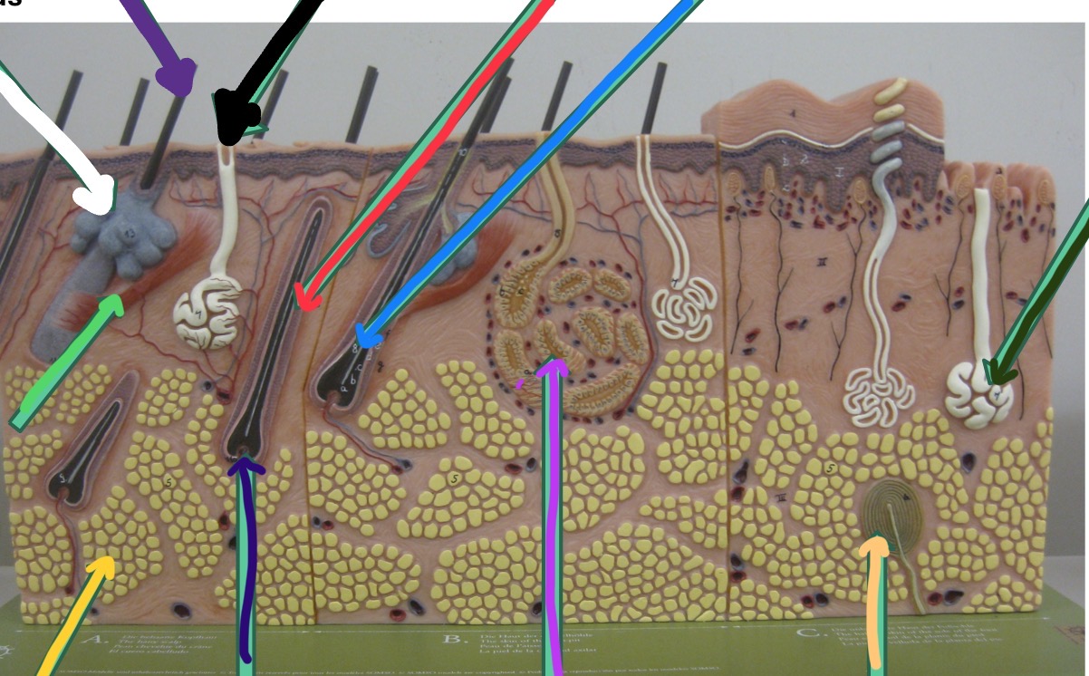 <p>What’s the blue line in this photo</p>
