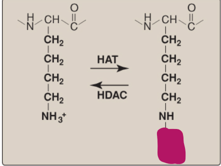 <p>Name this component of lysine acetylation/deacetylation.</p>