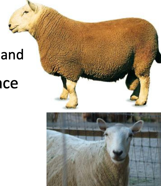 <p>Cheviot</p><p></p><p><strong>Origin</strong>: Scotland and England</p><p><strong>Color</strong>: White, bare face, white legs</p><p><strong>Horns</strong>: Polled</p><p><strong>Traits</strong>: Upright ears, Medium, Short wool, adapts well to rugged grazing areas.</p>