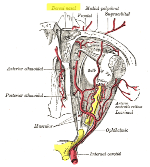 <p>Angular artery</p>