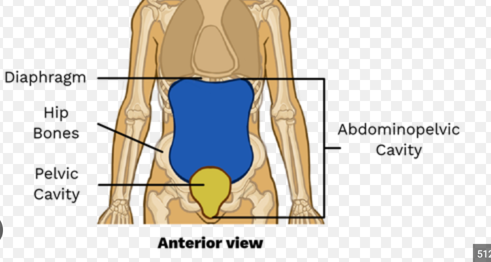 contains  organs for reproductive and excretory systems