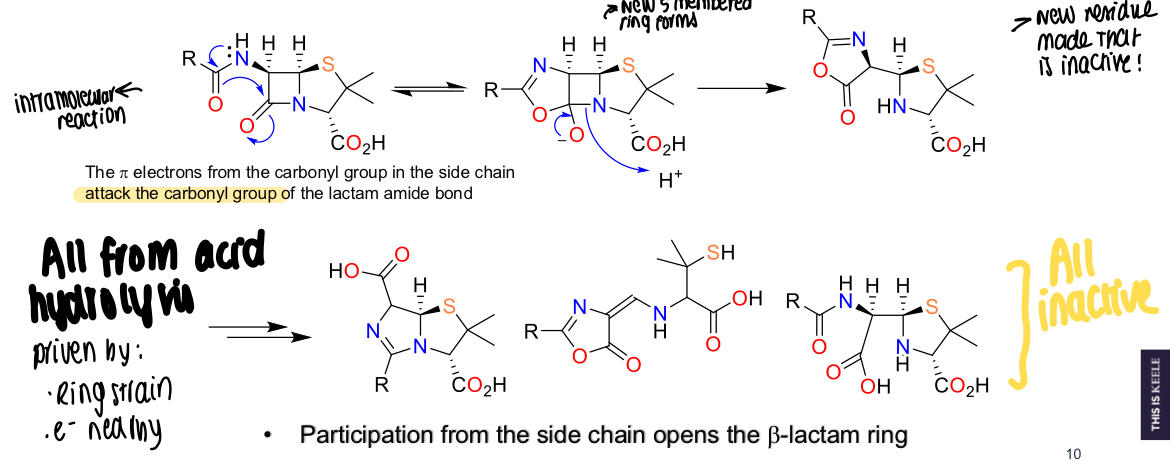 <p>The pi electrons from the carbonyl group in side chain attack the carbonyl group of the lactam amide bond, oxygen kicks out hydrogen, proton transfer means B-lactam ring opens and won’t reform, 4 membered ring becomes strained and converts to penicilloic acid </p>