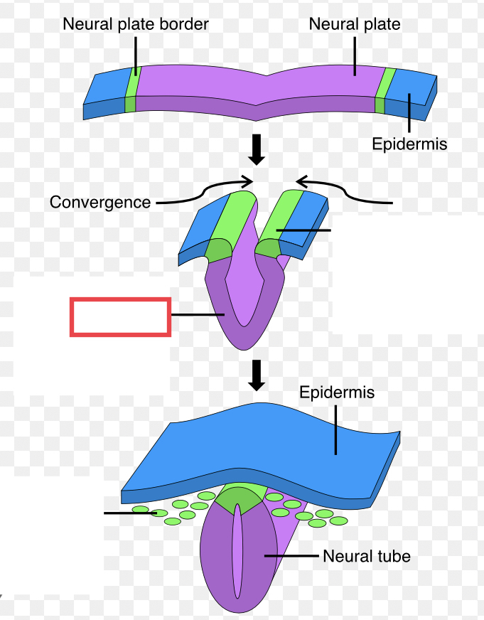 region of the neural plate that folds into the dorsal surface of the embryo and closes off to become the neural tube