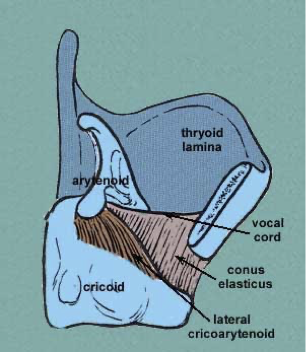 <p>helps close and lengthen the vocal folds; arytenoids tilt forwards; medial compression </p>