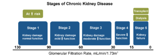 <p>5 stages:</p><ul><li><p>stage 1 = mildest</p></li><li><p>stage 5 = severe with poor life expentency if left untreated</p><ul><li><p><strong>end-stage kidney disease </strong></p></li></ul></li></ul><p></p>