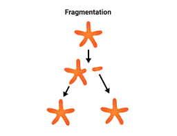 <p>What is fragmentation, asexual reproduction?</p>