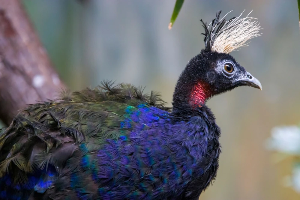 <p>Family: Phasianidae</p><p>Status: NT</p>