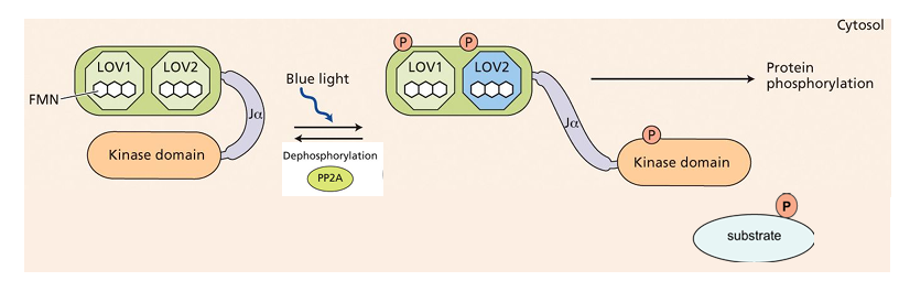 <p>Phosphatase (PP2A) removes the activating phosphate</p>