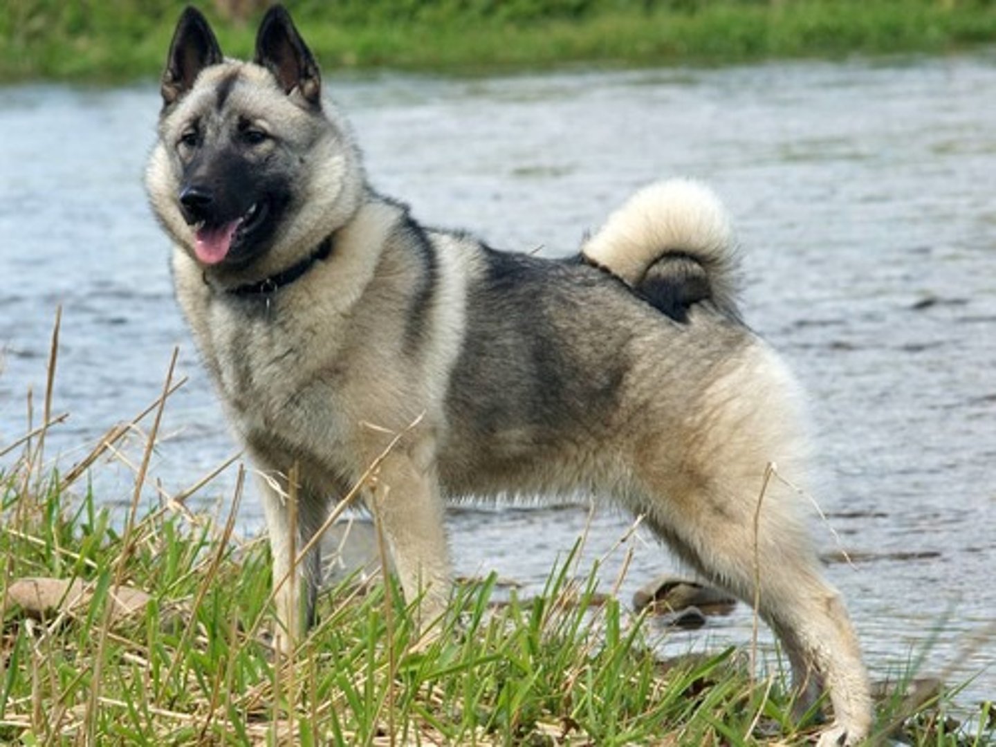 <p>What is this breed? What is it's AKC classification?</p>