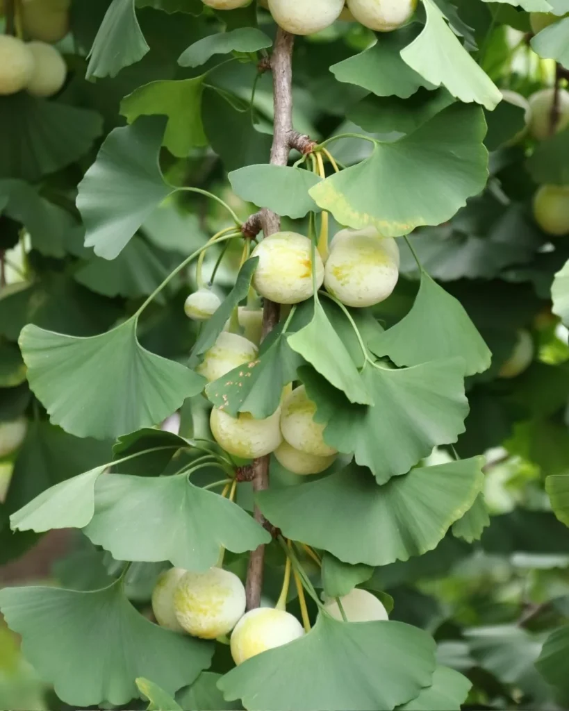 <p>Ginkgo biloba</p>