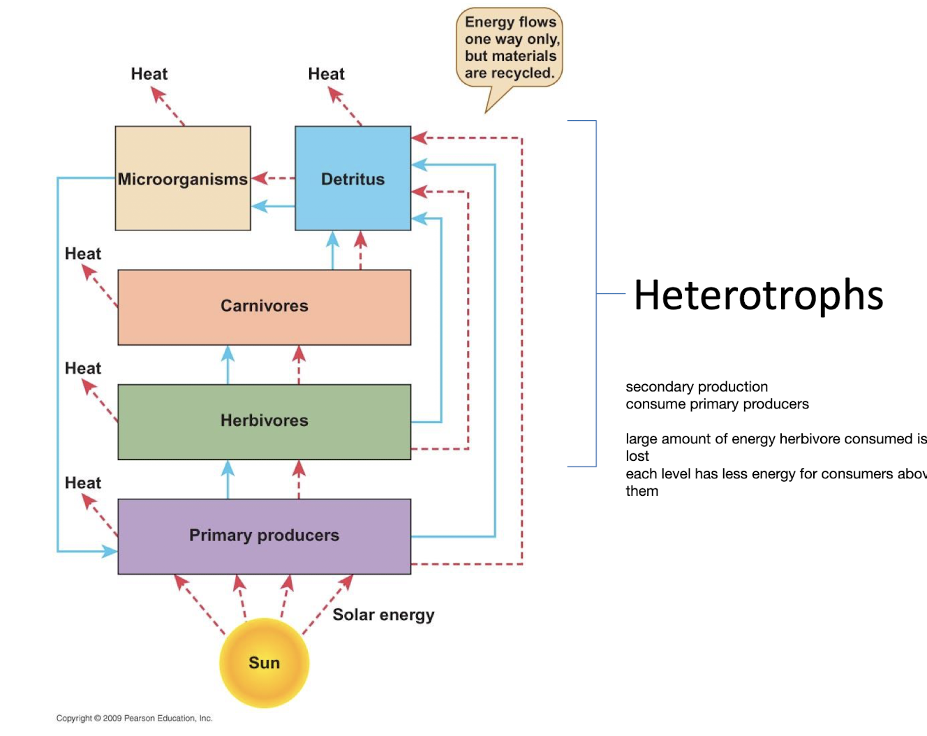 <p>Obtain carbon from organic molecules, feed on other things like carbs proteins fats from food</p><ul><li><p>secondary production, consume primary producers</p></li></ul><p></p>