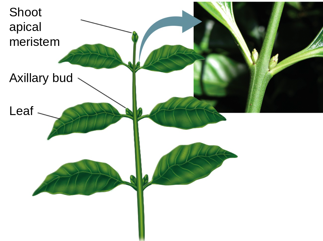 <ul><li><p>splitting at apical meristems</p><ul><li><p>more sporangium being produced</p></li></ul></li><li><p>grow from axillary buds: meristems that form at the base of each leaf</p></li></ul>