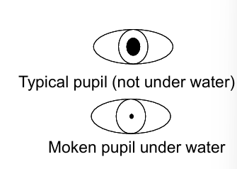 <p>Moken (nomadic people in SE Asia)</p><p> ~300 years ago, fled turmoil in Indonesia, most now in Thailand</p><p> DOUBLE the underwater visual acuity of Europeans </p><p>Very young, Moken children swim underwater to collect fish and shellfish</p><p> Differences in visual acuity appears experience-driven </p>