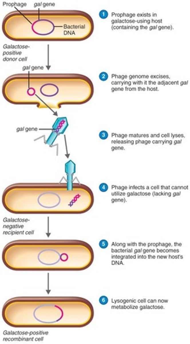 <p>A form of transduction where specific bacterial genes are transferred by a phage.</p>