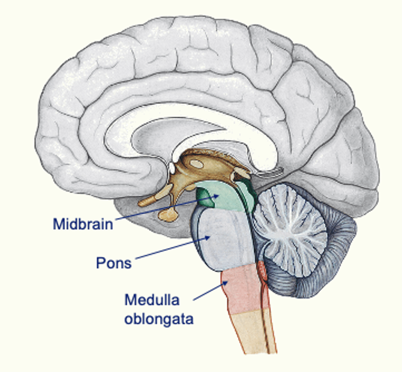<p>Medulla, pons, midbrain → autonomic regulation, arousal, and integration of sensory and motor information</p>