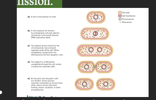 •       Binary fissions are a simply type of cell division. The cell elongated as new cell envelope material is synthesized. The nucleoid, which is present as a single entity must be replicated and partitioned into each half of the elongated cell during fission.