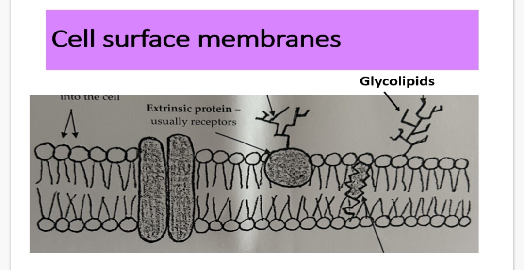 <p>Cell surface membrane- Glycolipids:</p><p class="is-empty is-editor-empty has-focus">Glycolipids are made up of carbohydrates …1? bonded with a lipid</p><p class="is-empty is-editor-empty has-focus">The carbohydrate section extends from the …2? into the outside environment where it acts as a cell surface …3? for chemicals (human ABO blood)</p><p class="is-empty is-editor-empty has-focus">4.State 3 functions of glycolipids?</p>
