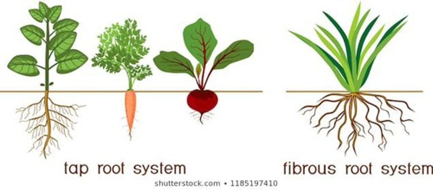 <p>A root system with one main root and many branching roots, typical of eudicots.</p>