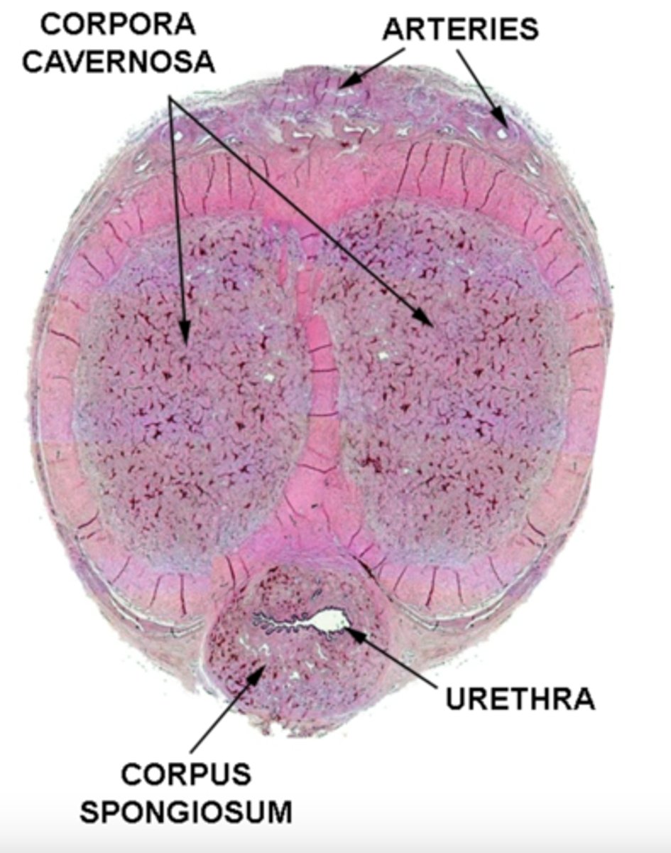 <p>spongiosum: surrounds urethra</p><p>cavernosum: above the corpus spongiosum</p>