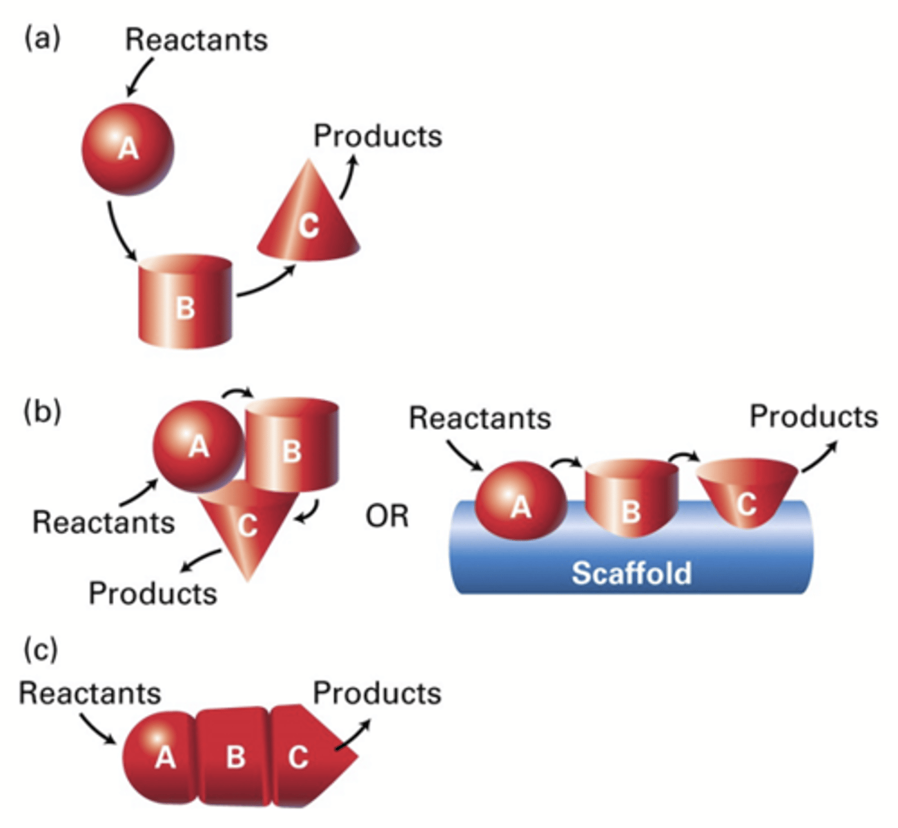 <p>a) Substraten komen vrij</p><p>b) Georganiseerd (door een scaffold/sterk eiwit)</p><p>c)Supramoleculair complex: minimale diffusie –>maximale efficiëntie</p><p>*Een supramoleculair complex is een georganiseerde structuur die wordt gevormd door de niet-covalente interactie tussen twee of meer moleculaire eenheden. Deze complexen worden bij elkaar gehouden door wel of niet covalente interacties</p>