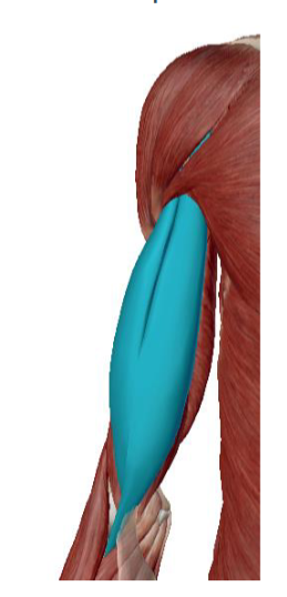 <p>Musculus Biceps Brachii</p>