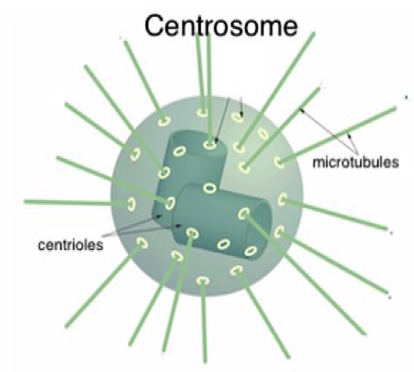 <ul><li><p><span>an organelle found in animal cells that acts as the microtubule organising centre (MTOC) for construction of the spindle</span></p></li><li><p><span>present at the poles of cell</span></p></li></ul>