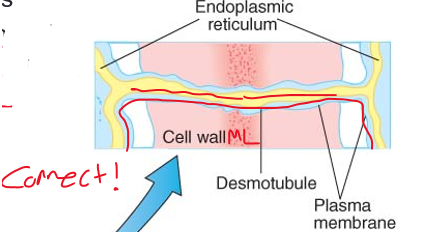 <p>vast interconnected network of the protoplasm of ALL living cells in the plant</p>