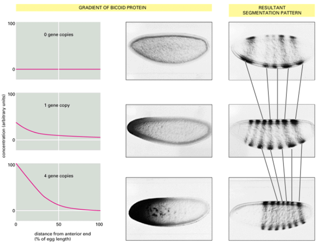 <ul><li><p>The Bicoid protein gradient activates downstream target genes (like gap genes) in a concentration-dependent manner. </p></li><li><p>Different concentrations of Bicoid activate different sets of genes or activate the same gene at different levels or times. </p></li><li><p>Increasing the gene dosage of Bicoid (e.g., from 1 to 4 copies in the mother) shifts the boundaries of gap gene expression and subsequently the segmentation pattern anteriorly or posteriorly. In this case it shifted the segmentation pattern more posteriorly. </p></li><li><p>For example, with more Bicoid, structures normally found more posteriorly will form more anteriorly, and anterior structures will expand. </p></li><li><p>This demonstrates the morphogenetic role of Bicoid in setting up the body plan.</p></li></ul><p></p>
