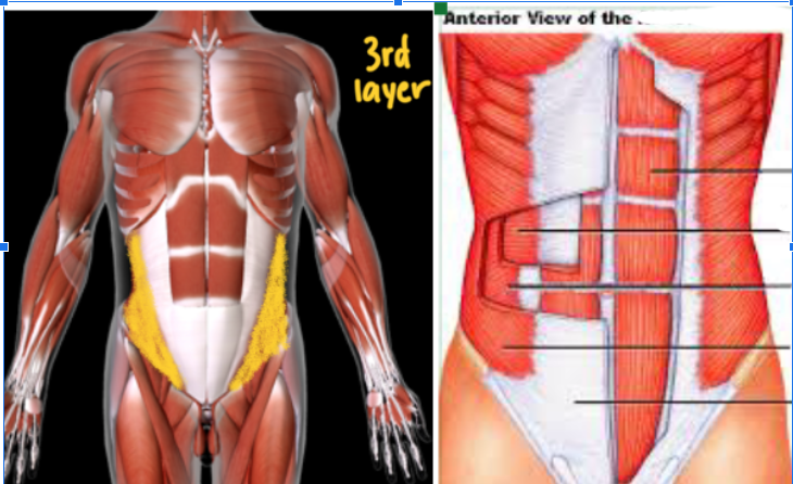 <p>Function:<strong> FLEX/ROTATE TORSO</strong></p><ul><li><p>THIRD LAYER (Most DEEP) layer </p></li></ul><p></p>