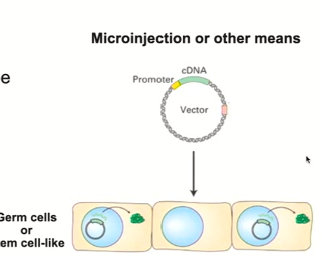 <ul><li><p>Uses same type of technology to make specific plasmids (cloning, etc.)</p></li><li><p>Introduce them into the organisms so that the DNA will go into the germ cells, or stem cell like cells</p></li><li><p>This propagates the changes you made to future generations</p></li></ul><p></p>