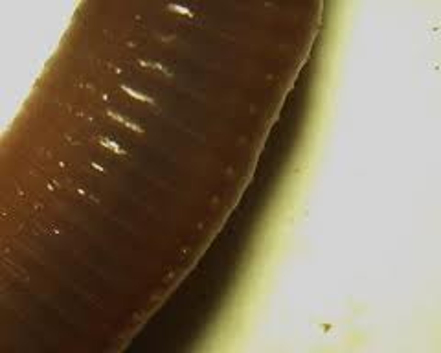 <p>External bristles used for movement in an annelid (used to classify Annelids by how many an organism has)</p>