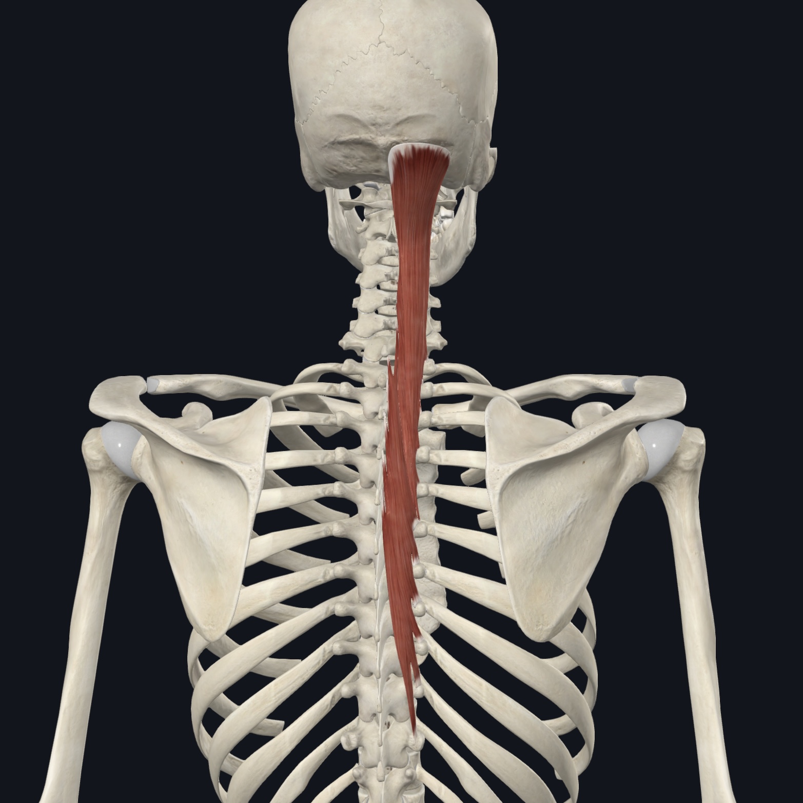 <p>Posterior rami of spinal nerves</p>