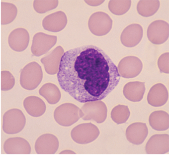 <p>Monocyte</p>