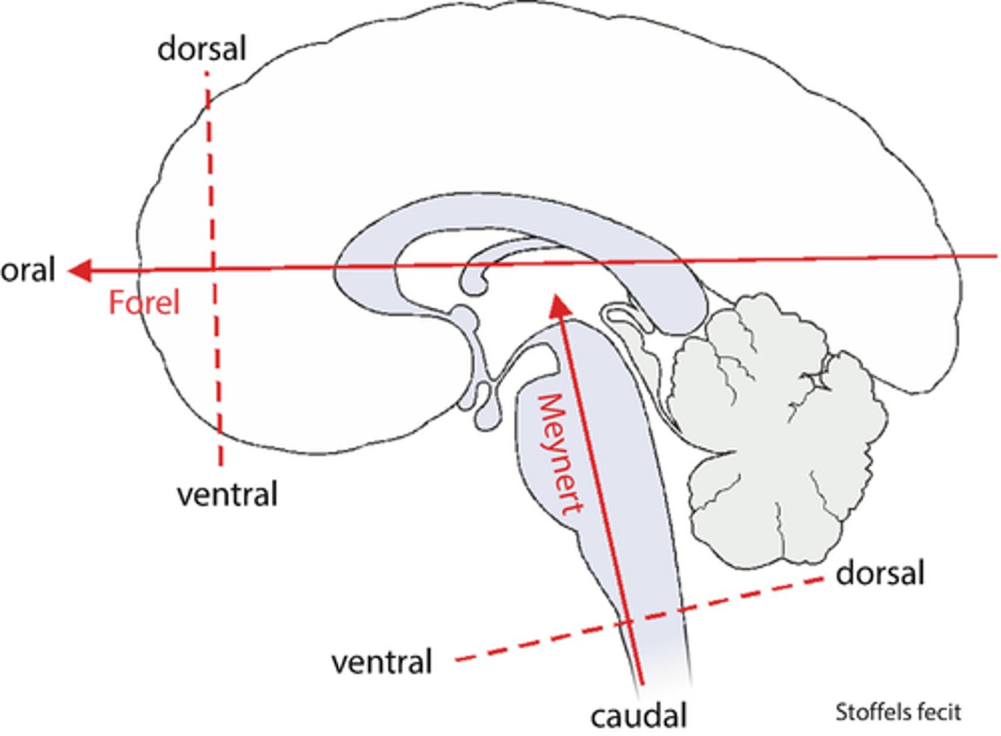 <p>brain axis through the spinal cord, brain stem, and cerebellum</p><p>-ventral, dorsal, caudal</p>