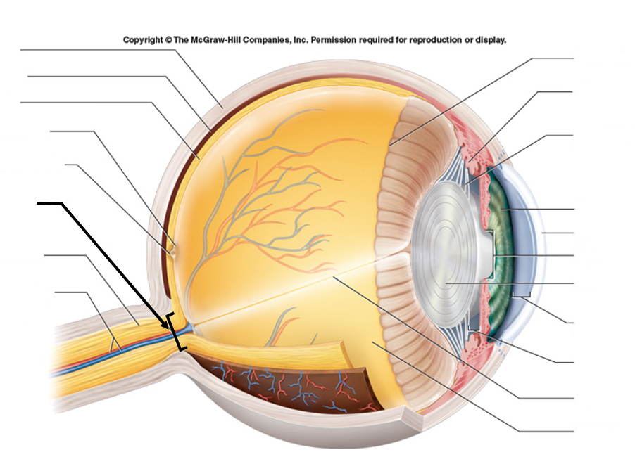 <ul><li><p>Blind spot without photoreceptors</p></li><li><p>Where the optic nerve exits retina</p></li></ul><p></p>