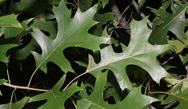 <p>pin oak</p>