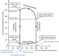 <p>• Stroke volume is defined by the amount (ml) of blood ejected by the left ventricle (LV) •The left ventricle goes through a relaxation phase when it needs to fill with blood, and a contraction phase when it needs to eject the blood via the aorta</p><p>• Relaxation = diastole</p><p>• Contraction = systole</p><p>• The volume and pressure of the blood in the LV is related and will change depending on the phase</p><p>• We can explore the relationship between pressure and volume during a cardiac cycle by using a pressure-volume loop</p>