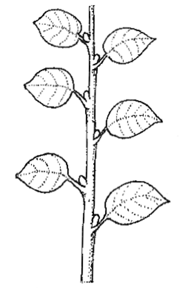 <p>where the leaves lay flat like a fan</p>