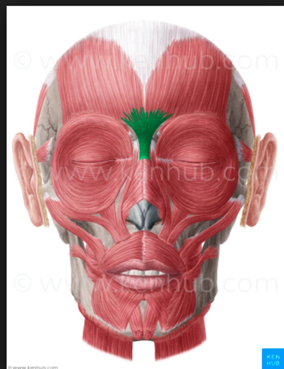 <p>Covers bridge of nose; Draws forehead down; Causes transverse and vertical wrinkles of forehead; Contributes to horizontal wrinkles between the eyes; Origin = At the bridge of the nose; Insertion = To the frontalis muscle</p>