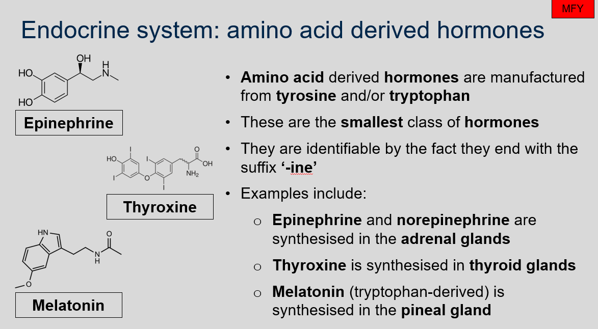 Amino acid derived hormones are identifiable by the fact they end with the suffix ‘-ine’. They are also the smallest class of hormones. 