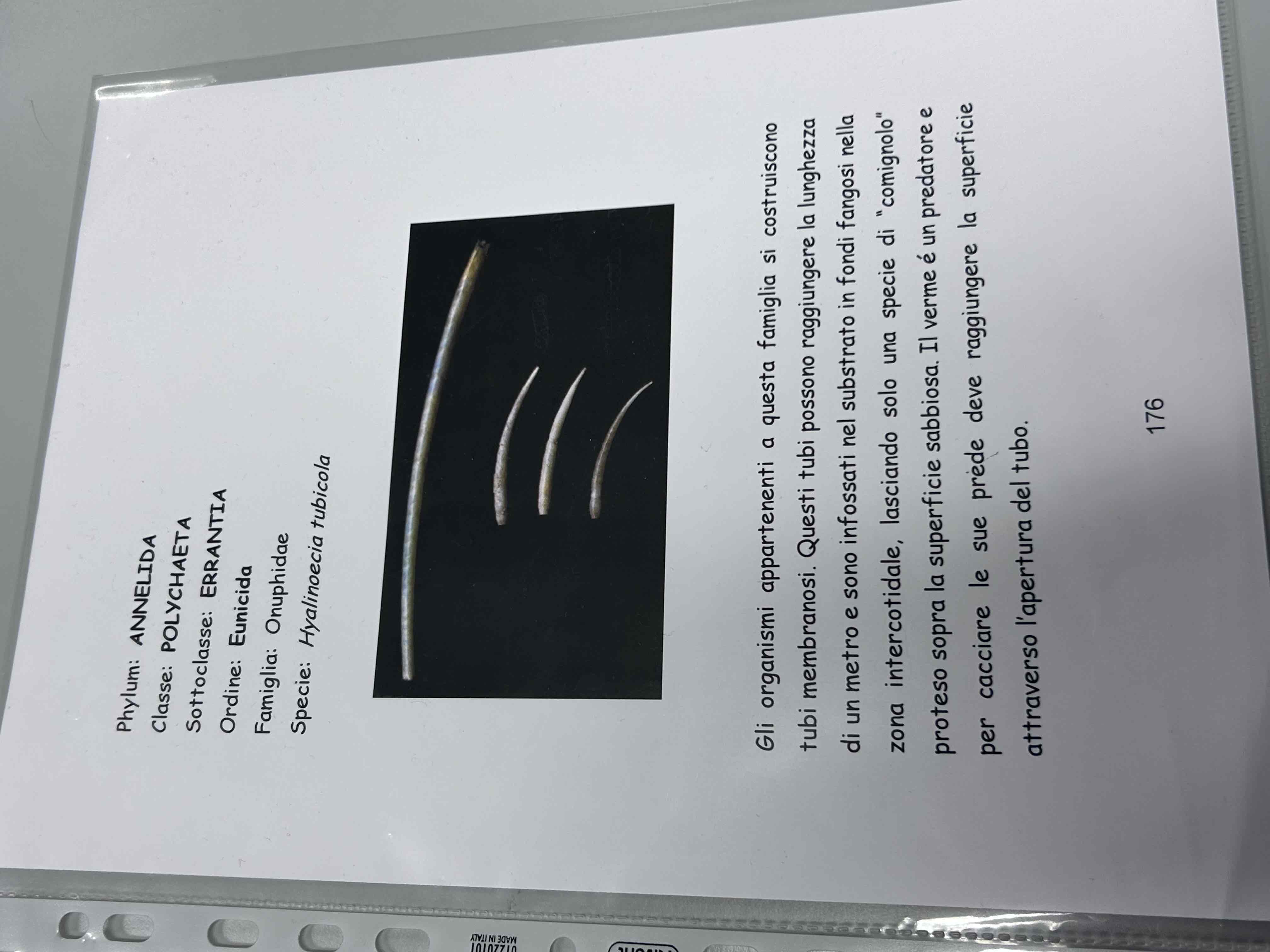 <p>Anellidi </p><p>Policheti erranti</p><p>Hyalinoecia tubicola</p>